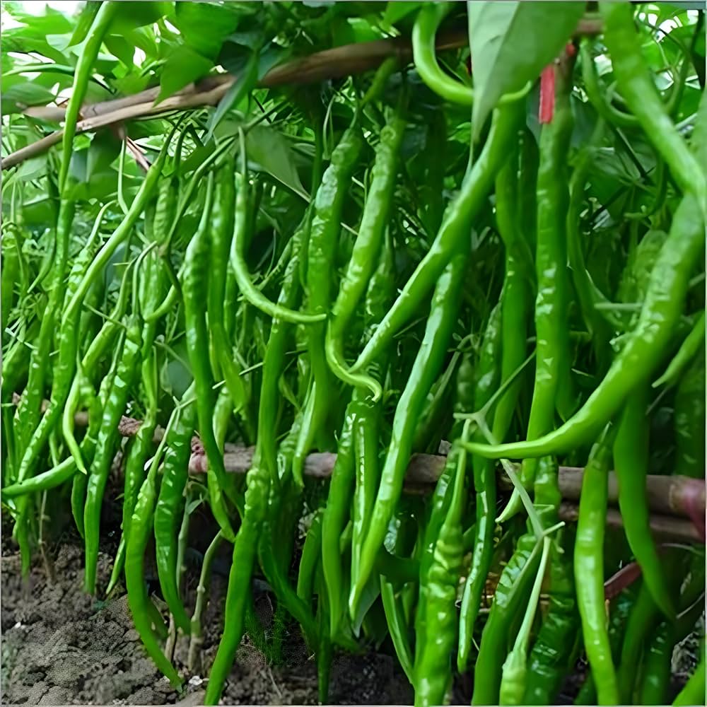Bullet Chili Capsicum annuum seeds for garden planting